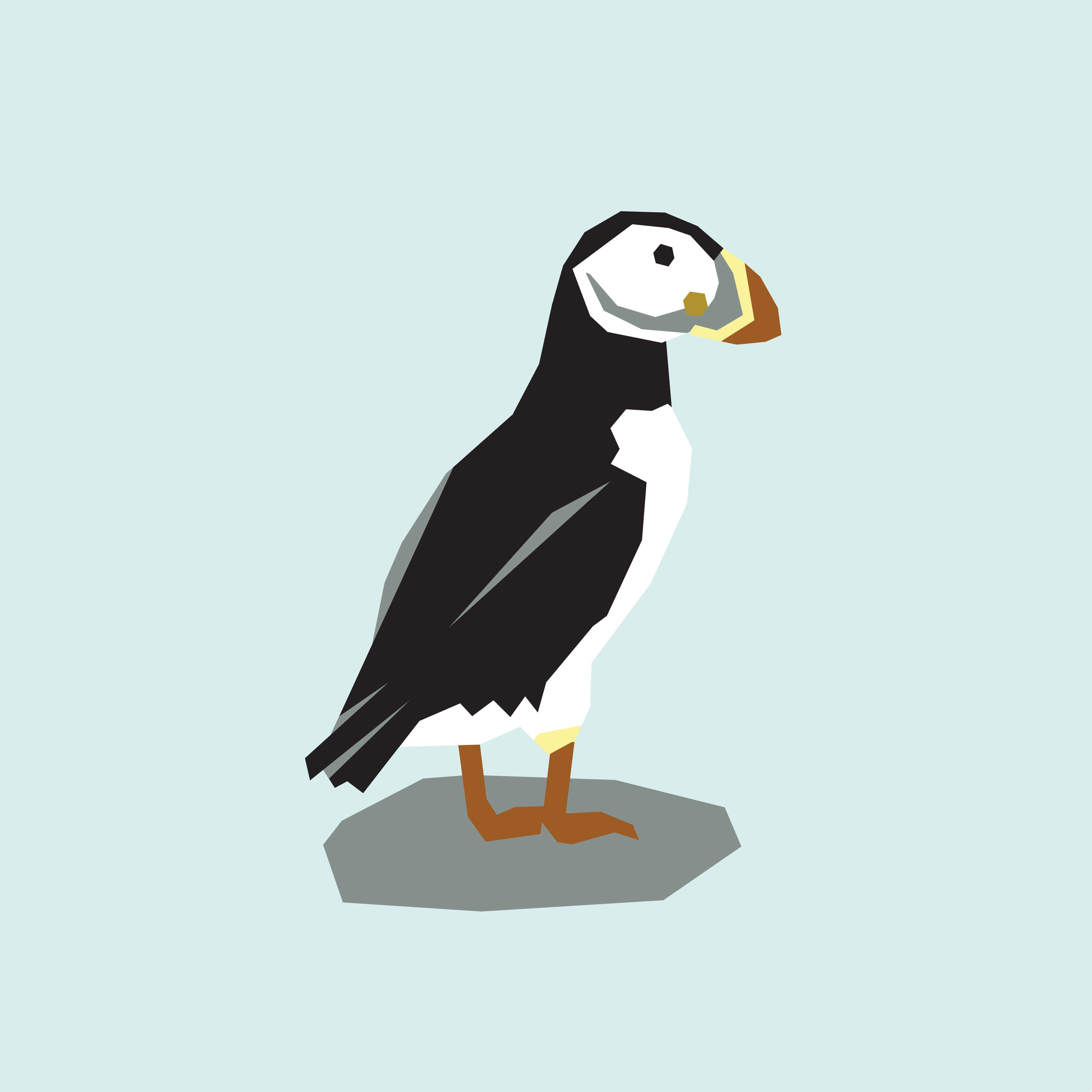 Atlantic Puffin