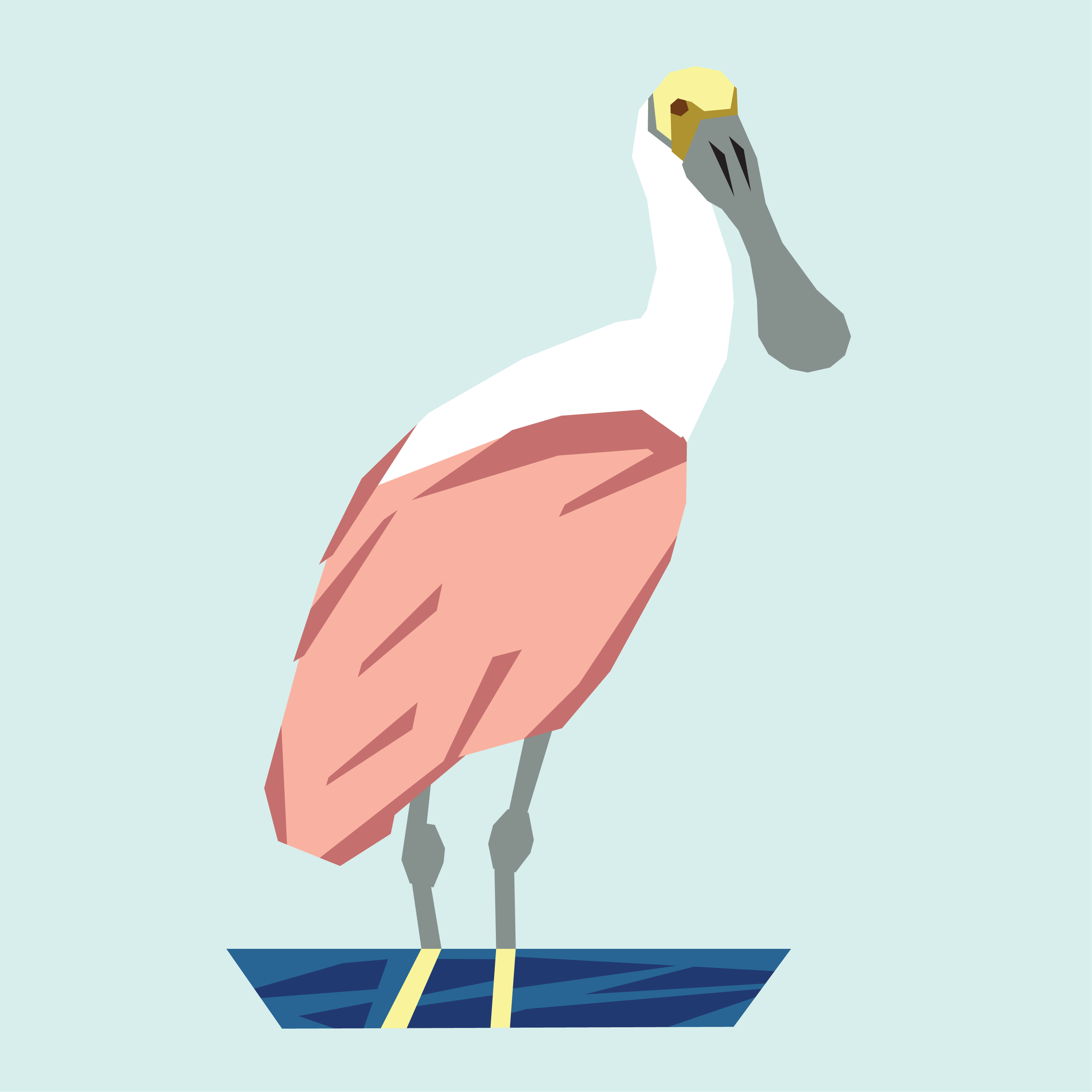 Roseate Spoonbill