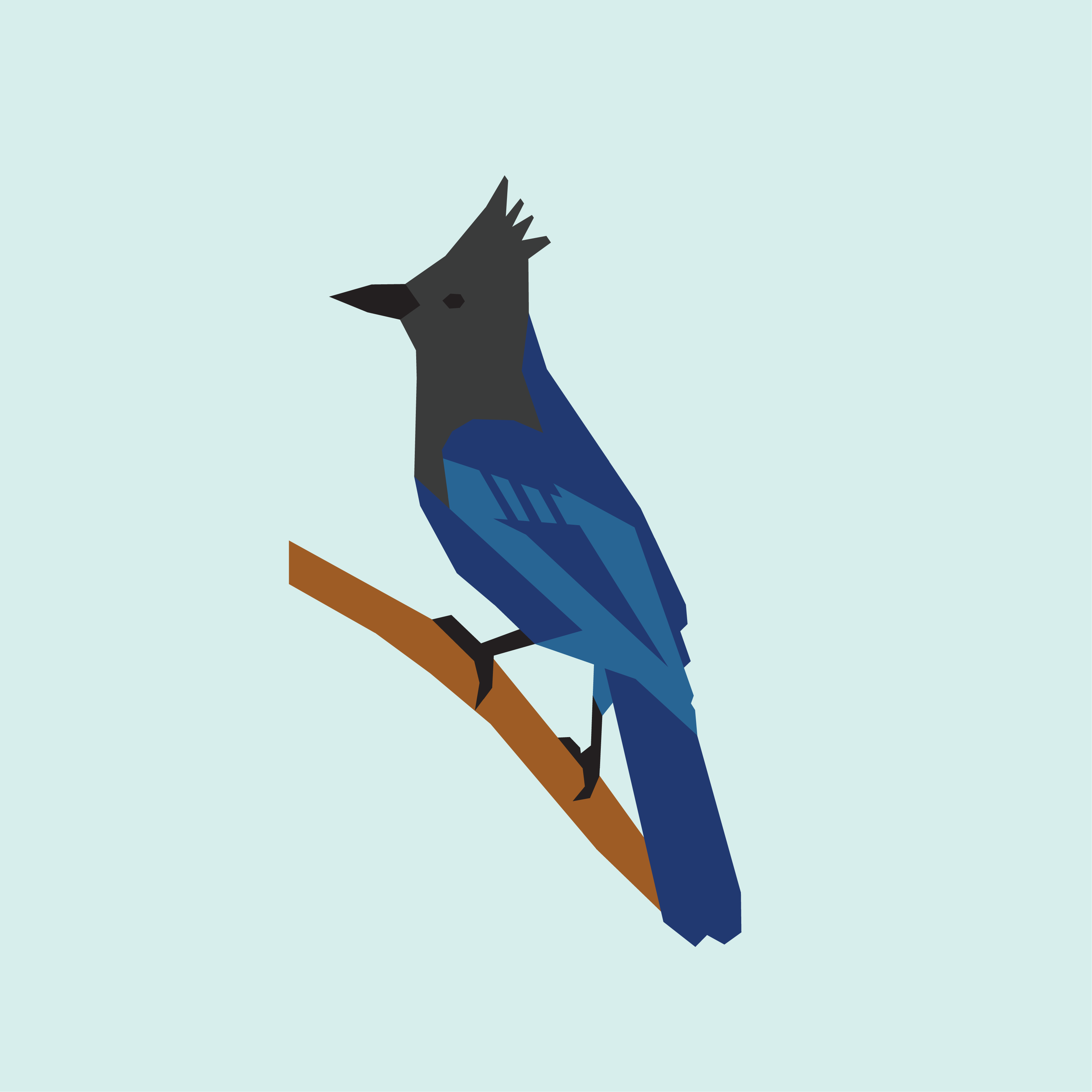 Steller's Jay