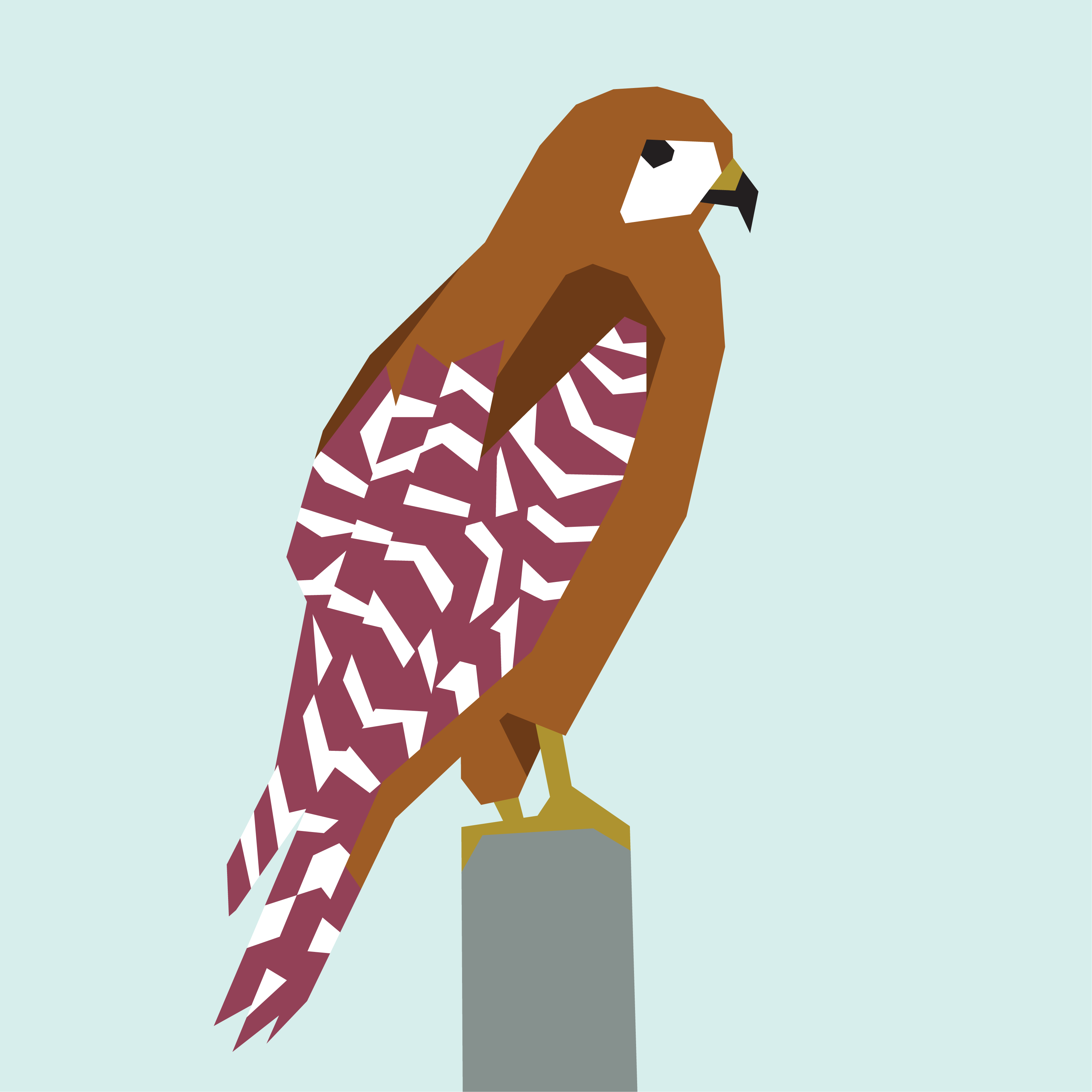Red-Shouldered Hawk