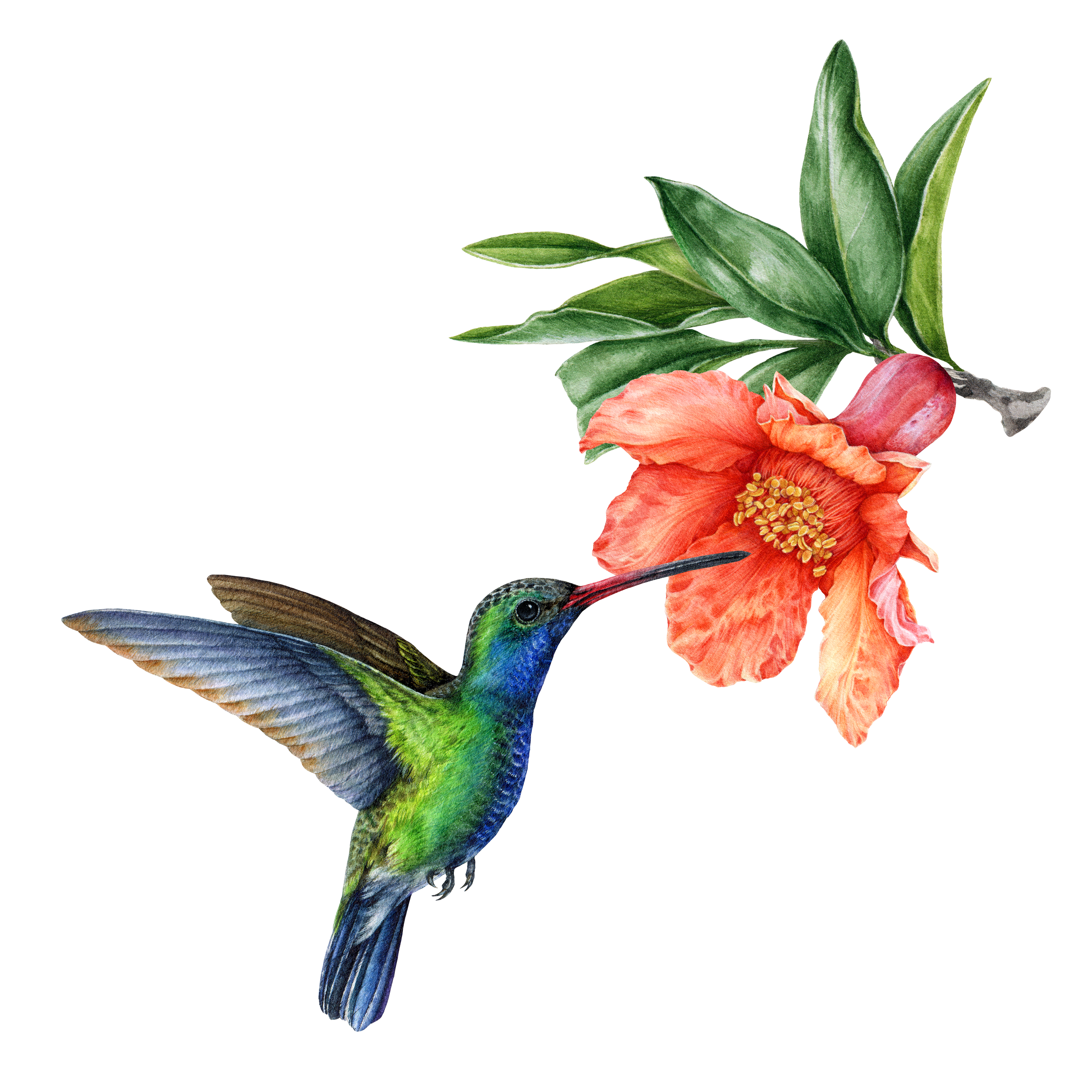 Hummingbird and flower