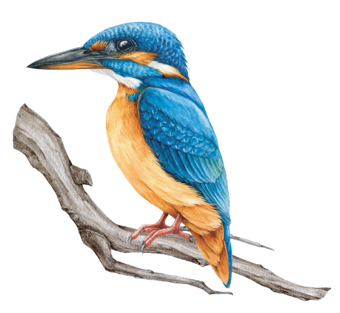 Kingfisher